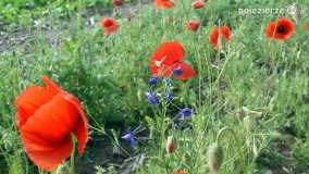Czerwień maków zwiastuje lato... - zdjęcie 23