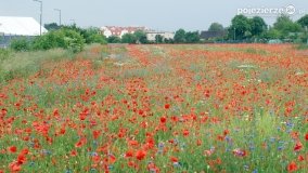 Czerwień maków zwiastuje lato... - zdjęcie 22