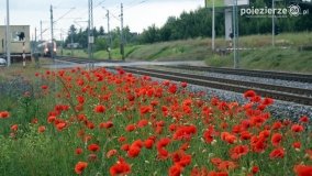 Czerwień maków zwiastuje lato... - zdjęcie 21