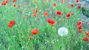 Czerwień maków zwiastuje lato... - zdjęcie 20