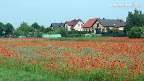 Czerwień maków zwiastuje lato... - zdjęcie 19