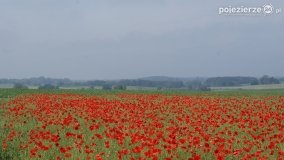 Czerwień maków zwiastuje lato... - zdjęcie 18