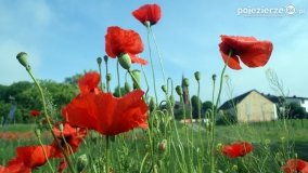 Czerwień maków zwiastuje lato... - zdjęcie 17