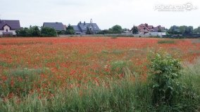Czerwień maków zwiastuje lato... - zdjęcie 16