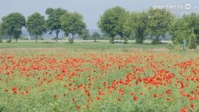 Czerwień maków zwiastuje lato... - zdjęcie 15