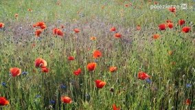 Czerwień maków zwiastuje lato... - zdjęcie 14