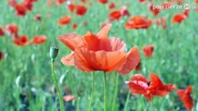 Czerwień maków zwiastuje lato... - zdjęcie 13