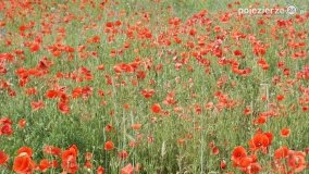 Czerwień maków zwiastuje lato... - zdjęcie 12