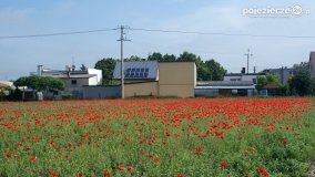 Czerwień maków zwiastuje lato... - zdjęcie 11