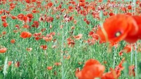 Czerwień maków zwiastuje lato... - zdjęcie 10