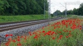 Czerwień maków zwiastuje lato... - zdjęcie 9