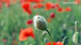 Czerwień maków zwiastuje lato... - zdjęcie 8