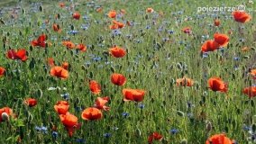Czerwień maków zwiastuje lato... - zdjęcie 7