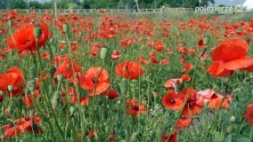 Czerwień maków zwiastuje lato... - zdjęcie 6