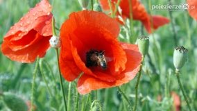 Czerwień maków zwiastuje lato... - zdjęcie 5