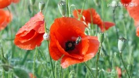 Czerwień maków zwiastuje lato... - zdjęcie 4