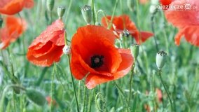 Czerwień maków zwiastuje lato... - zdjęcie 3