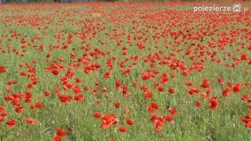Czerwień maków zwiastuje lato... - zdjęcie 2