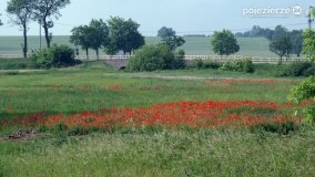 Czerwień maków zwiastuje lato... - zdjęcie 1