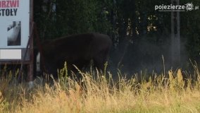 Niezwykłe przeżycie! Moje spotkanie z… żubrem! - zdjęcie 20