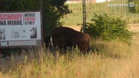 Niezwykłe przeżycie! Moje spotkanie z… żubrem! - zdjęcie 19