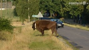 Niezwykłe przeżycie! Moje spotkanie z… żubrem! - zdjęcie 18