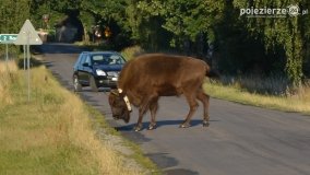 Niezwykłe przeżycie! Moje spotkanie z… żubrem! - zdjęcie 17
