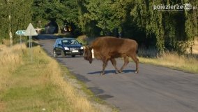 Niezwykłe przeżycie! Moje spotkanie z… żubrem! - zdjęcie 16