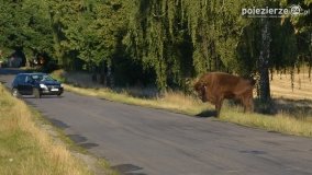 Niezwykłe przeżycie! Moje spotkanie z… żubrem! - zdjęcie 15