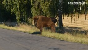 Niezwykłe przeżycie! Moje spotkanie z… żubrem! - zdjęcie 14
