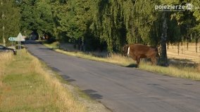 Niezwykłe przeżycie! Moje spotkanie z… żubrem! - zdjęcie 13