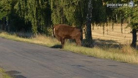 Niezwykłe przeżycie! Moje spotkanie z… żubrem! - zdjęcie 12