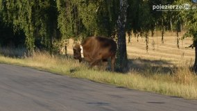 Niezwykłe przeżycie! Moje spotkanie z… żubrem! - zdjęcie 11