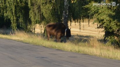 Niezwykłe przeżycie! Moje spotkanie z… żubrem!