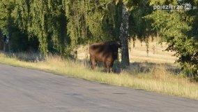 Niezwykłe przeżycie! Moje spotkanie z… żubrem! - zdjęcie 9