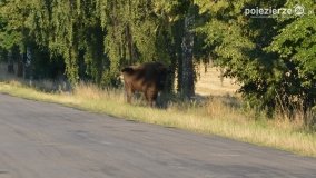 Niezwykłe przeżycie! Moje spotkanie z… żubrem! - zdjęcie 8