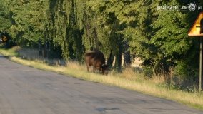 Niezwykłe przeżycie! Moje spotkanie z… żubrem! - zdjęcie 7