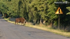 Niezwykłe przeżycie! Moje spotkanie z… żubrem! - zdjęcie 6