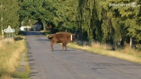Niezwykłe przeżycie! Moje spotkanie z… żubrem! - zdjęcie 5