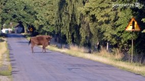 Niezwykłe przeżycie! Moje spotkanie z… żubrem! - zdjęcie 4