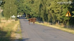 Niezwykłe przeżycie! Moje spotkanie z… żubrem! - zdjęcie 3