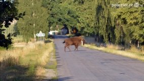 Niezwykłe przeżycie! Moje spotkanie z… żubrem! - zdjęcie 2