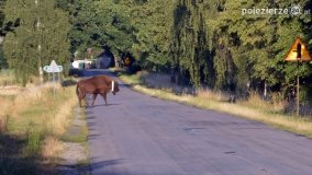 Niezwykłe przeżycie! Moje spotkanie z… żubrem! - zdjęcie 1