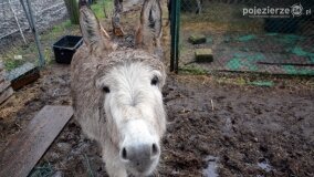Fundacja Historyczna powitała wiosnę! - zdjęcie 49
