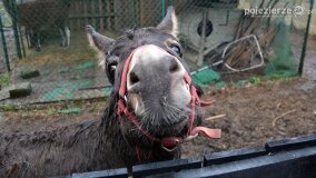 Fundacja Historyczna powitała wiosnę! - zdjęcie 47