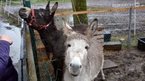 Fundacja Historyczna powitała wiosnę! - zdjęcie 43