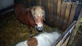 Fundacja Historyczna powitała wiosnę! - zdjęcie 35