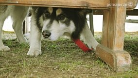 Fundacja Historyczna powitała wiosnę! - zdjęcie 26