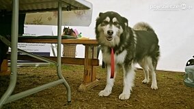 Fundacja Historyczna powitała wiosnę! - zdjęcie 15