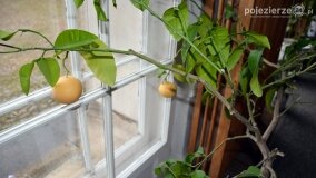 „Zorza” nawiedziła pałac w Czerniejewie - zdjęcie 9